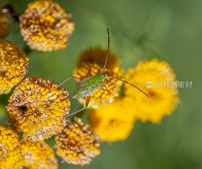 紫花苜蓿衣壳或豆科植物衣壳幼虫(线纹Adelphocoris lineolatus)、紫花苜蓿蝽或紫花苜蓿植物蝽若虫。